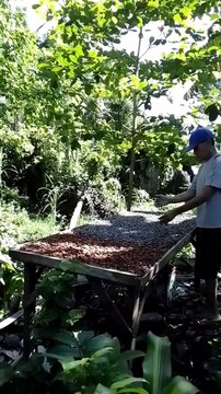 FARM and CACAO BEANS DRYING properly and not properly dried beans