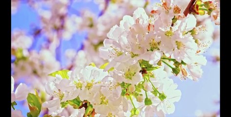 Dance of Flowers Relaxing Music