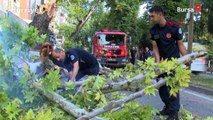 Bursa'da 200 yıllık çınar devrildi: Cadde ulaşıma kapandı