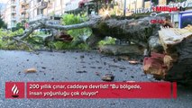 200 yıllık çınar, caddeye devrildi! 