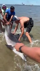 Un dauphin sauvé à Port Saint Louis du Rhône