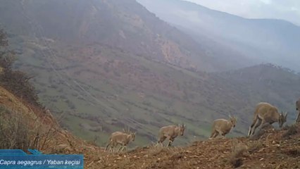 Fotokapana poz verenler: Vaşak, dağ keçisi, kurt, domuz...