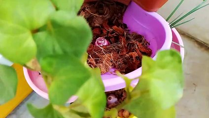 I plant red garlic in coconut shell
