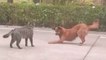 Vídeo hilário: cão e gato se encaram, ensaiam luta, mas ambos têm reações dramáticas