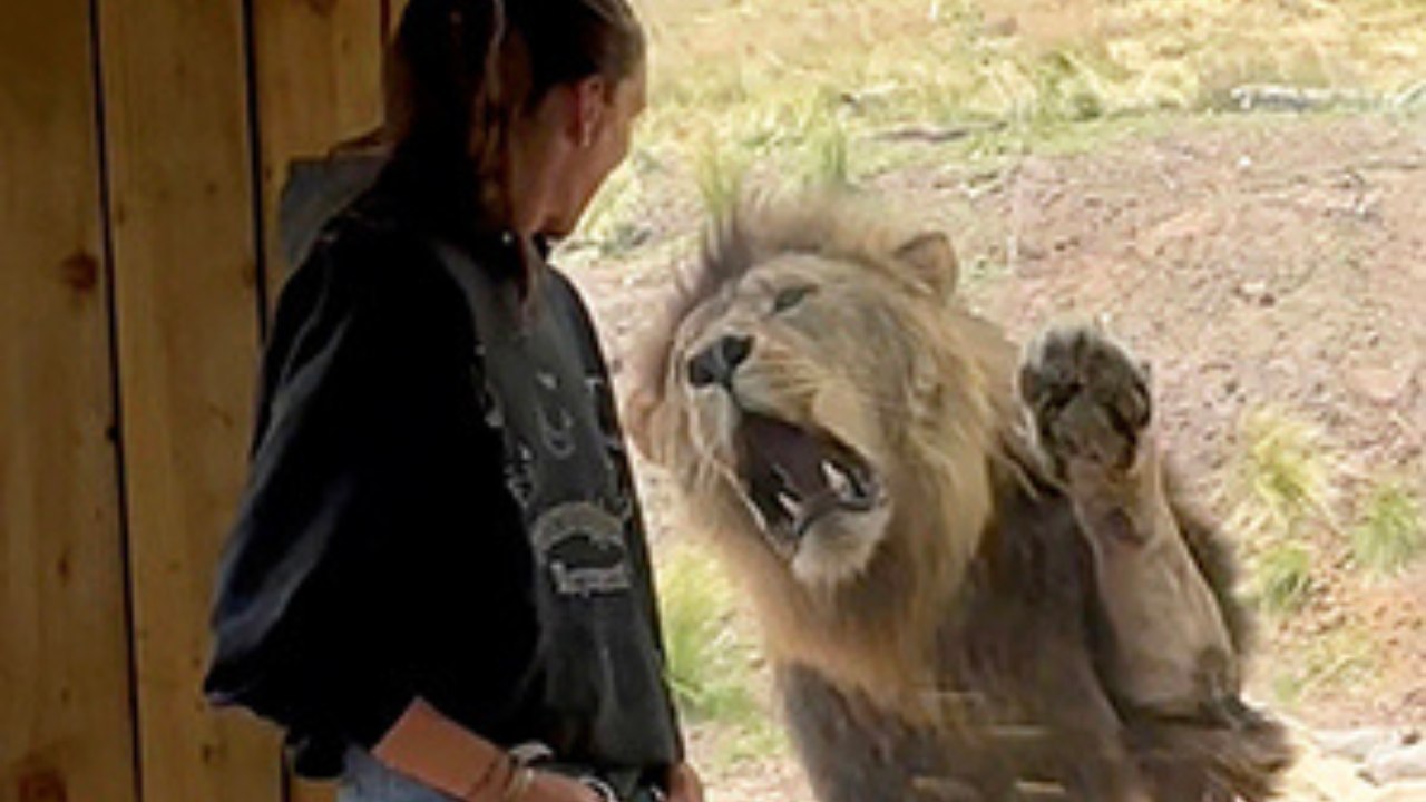 Watch: Face to face with a Lion - I’m a Celeb star and Lioness Jill Scott gets up close with King of the Jungle