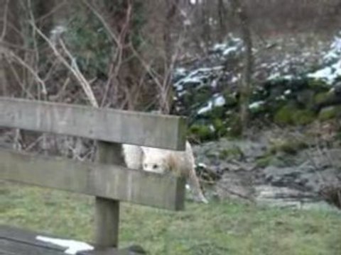 agility naturelle ac cheyenne et chelsea