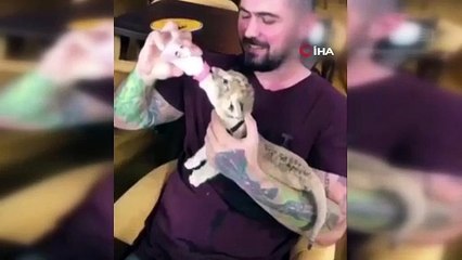 İSTANBUL ORMANLARINDA "ASLAN" GÖRÜLDÜ!