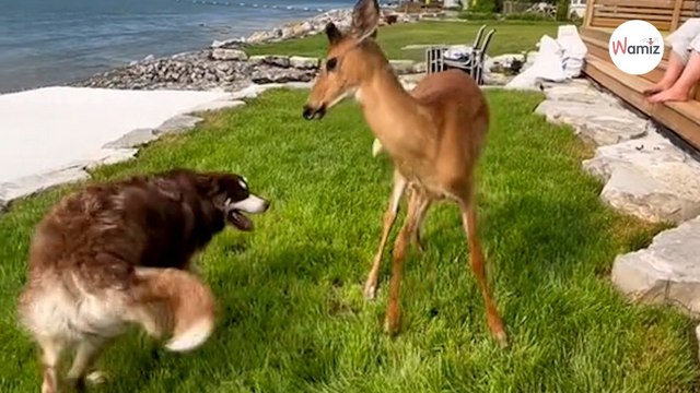 Il partage l’amitié naissante de son Berger Australien avec un cerf : les internautes sont sous le charme