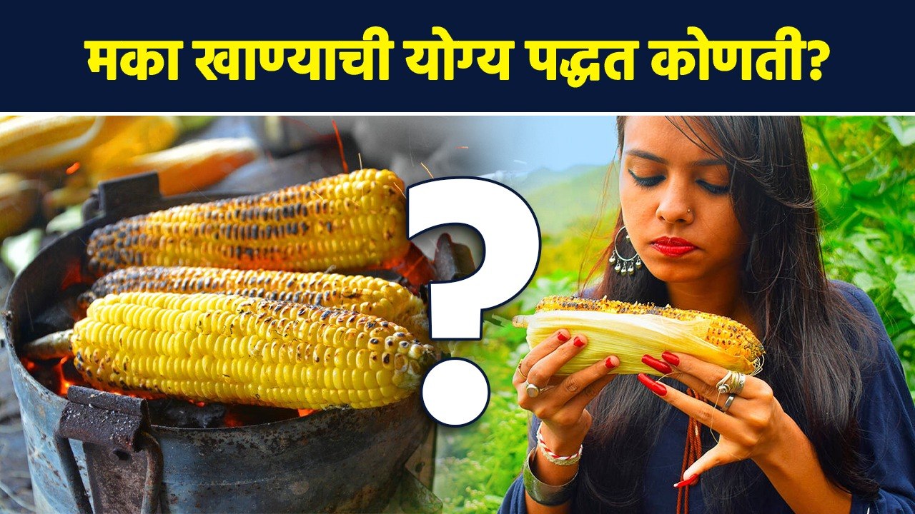 मका तुम्ही पण भाजून खाता की उकळून? नेमकं मका खायची योग्य पद्धत कोणती? | Benefits Of Eating Corn |AI2