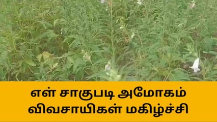 போடி: வெள்ளிக்காசை அள்ளித்தந்த எள் விவசாயம்!