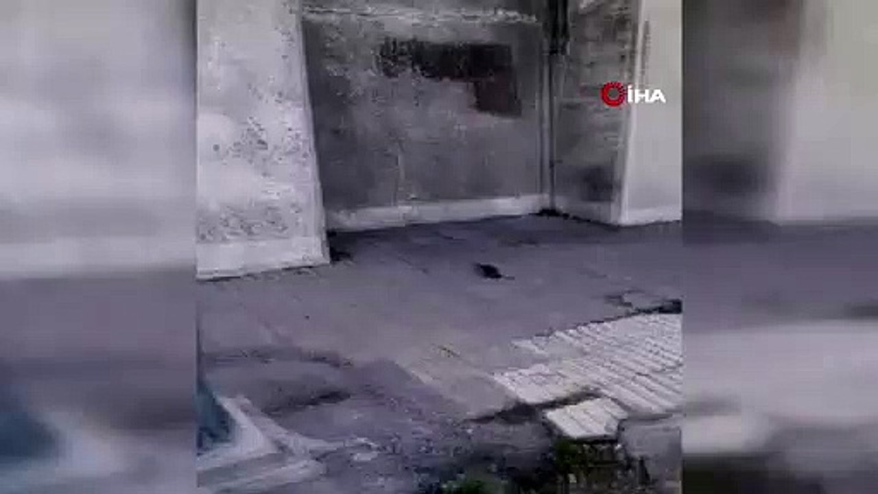 Kuşların fareyle oyunu tebessüm ettirdi