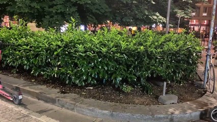 Dalla Milano da bere all'aperi-topo: Moscova si riempie di roditori