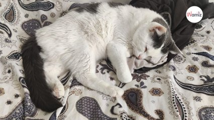 Après 6 ans en famille, ce chat atteint d'un handicap est de retour à l'adoption qui lui offrira un toit pour la vie