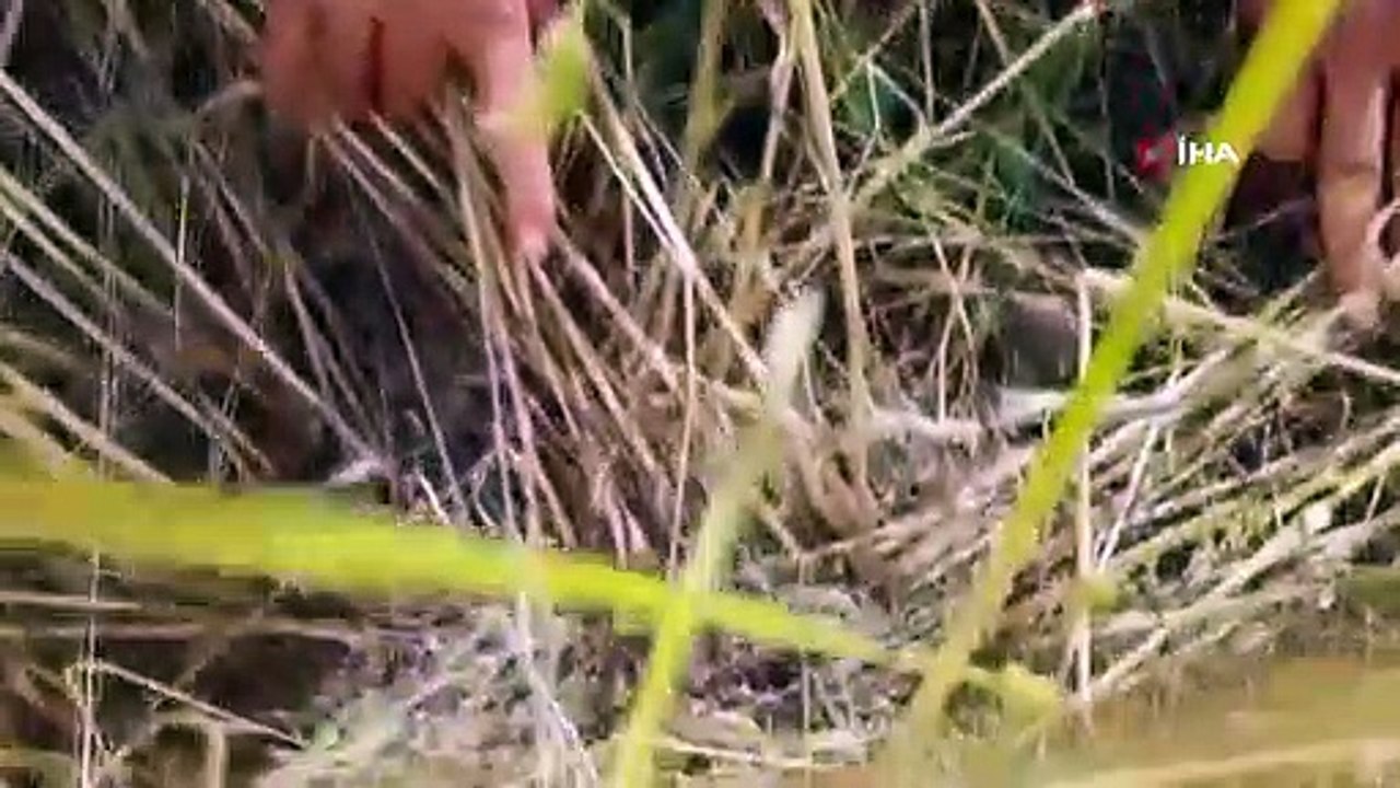 Dolu ve sağanak yağışı tarım arazilerine büyük zarar verdi