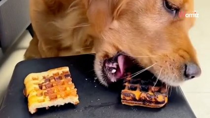 Le chiot Golden Retriever doit choisir une gaufre : son choix fait rire tout le monde (Vidéo)