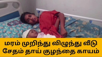 வீட்டின் மீது விழுந்த தென்னைமரம் - தாய், சேய் காயம்!