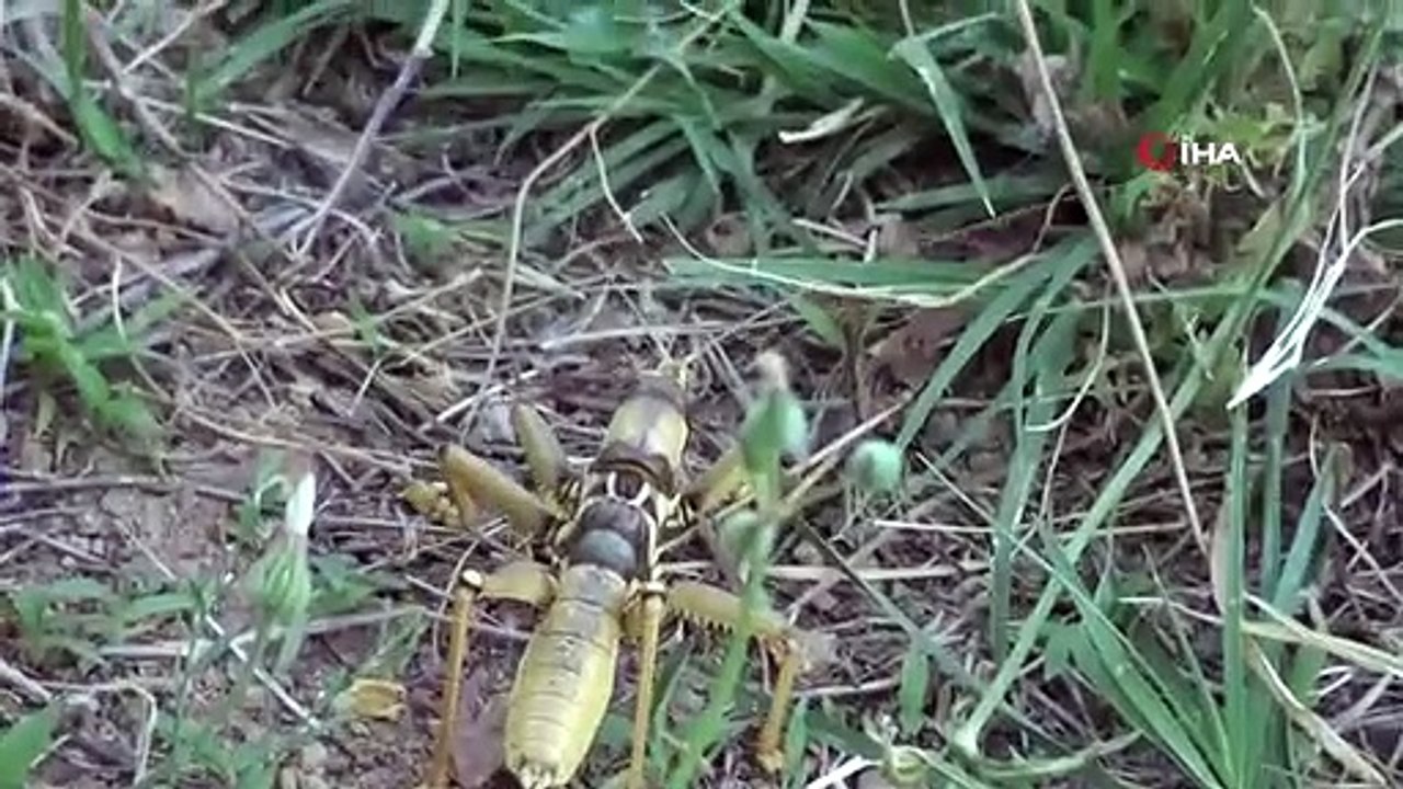 La sauterelle géante carnivore a surpris ceux qui l'ont vue à Gercüş