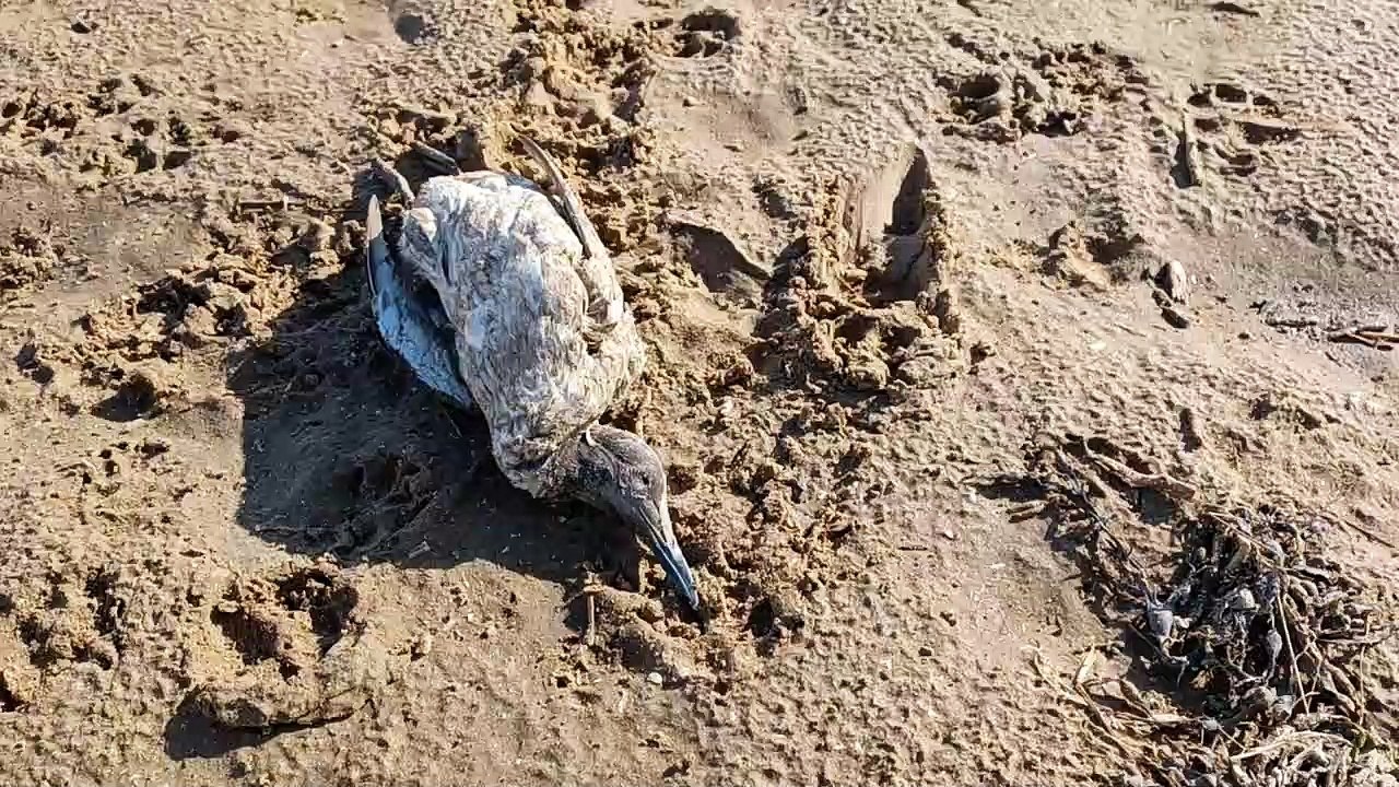 Dozens of dead birds on Fylde Coast beach