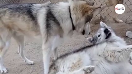 Il adopte un chiot, quelques temps plus tard il est sous le choc quand il comprend la vérité (Vidéo)