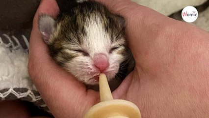 Après sa mise bas, une chatte a déplacé les chatons mais en oublie un sur le paillasson : un sauvetage à haut risque