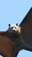CAM - Les idées reçues sur les chauves-souris, entre mythe et réalité
