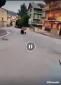 Roccaraso, mamma orsa e cucciolo inseguiti in auto (VIDEO): 500 euro di ricompensa per chi denuncia