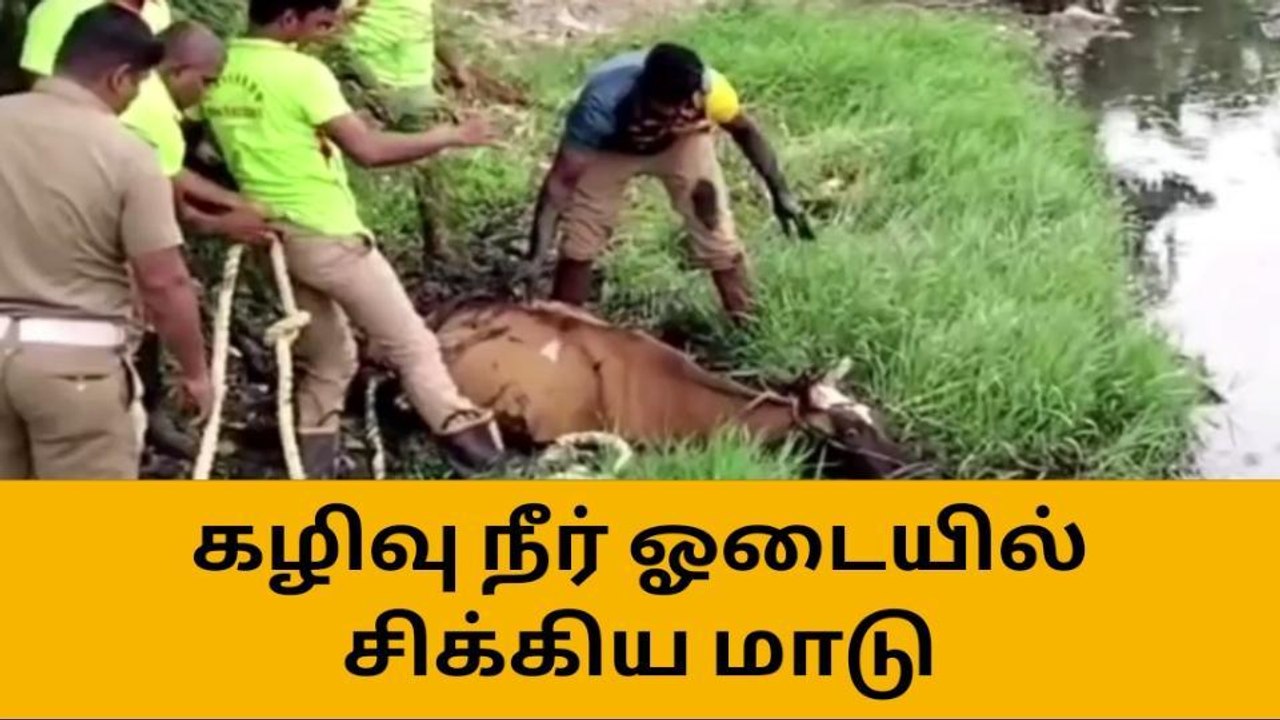 கழிவு நீர் ஓடையில் சிக்கிய மாடு - போராடி மீட்ட தீயணைப்புத்துறை!