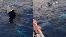 Curious Whale Swims Beside Boat and Emits Enchanting Whale Song