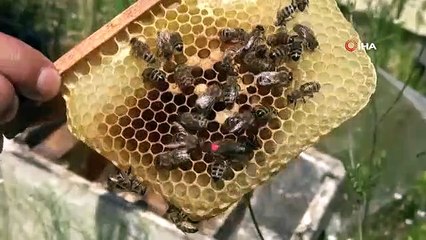 Reine des abeilles： Vendu à 200 $