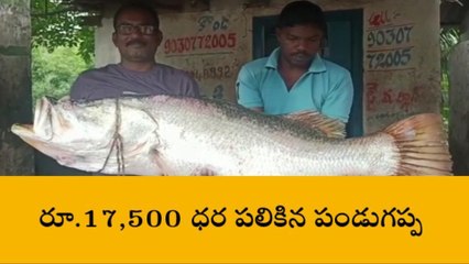 కోనసీమ జిల్లా: వలకు చిక్కిన భారీ పండుగప్ప చేప... ధర ఎంతంటే ?