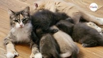 Appel d'urgence pour 6 chatons : les sauveteurs se figent sur place en voyant ce qu'ils cachent tous sous leurs pattes