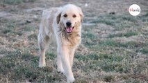 Ce chien Golden Retriever est parfait, mais il a un seul problème que ses adoptants devront prendre en compte