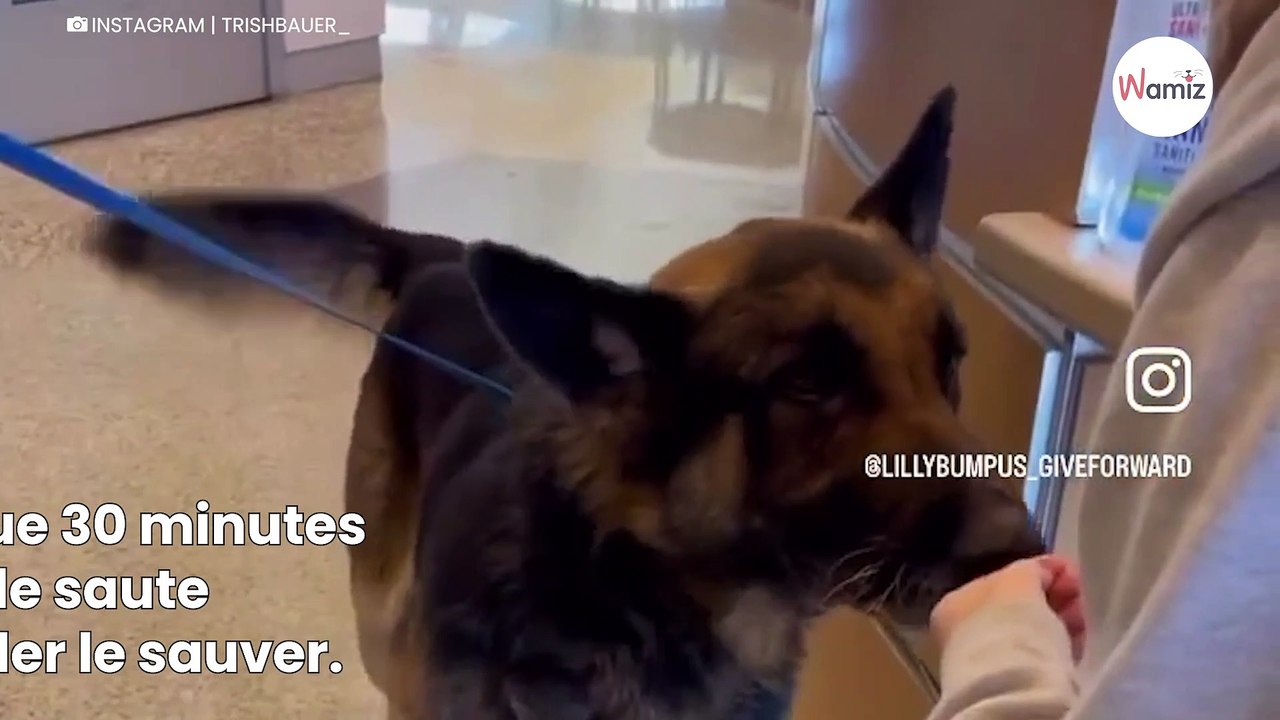« Plus que 30 minutes à vivre »  une femme brave sa peur des chiens pour sauver une vie (Vidéo)