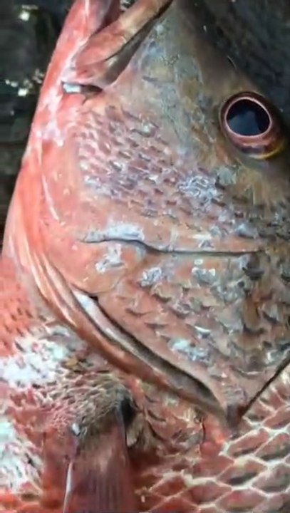 Amazing Big Fish Video