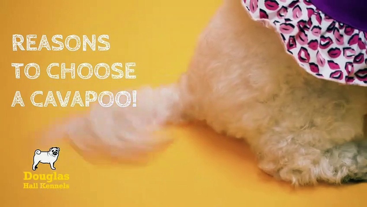Cavapoo Puppies For Sale UK Douglas Hall Kennels video Dailymotion