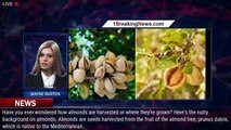 Where do almonds come from? Here's how and where they grow. - 1breakingnews.com