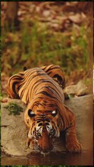 किंग ऑफ इंडिया animals