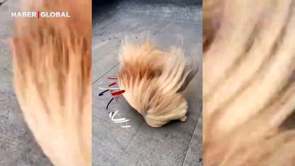 Rüzgara direnmeye çalışan küçük köpeğin görüntüleri gündem oldu