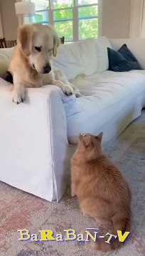 개야, 고기 어디갔어-! 기분 좋게 고양이와 강아지와 함께하는 재미있는 영상!