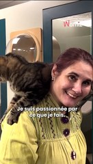 Dans ces pensions, les chats sont des vrais rois