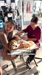Percuté et non réclamé ce petit papi a trouvé des anges gardiens