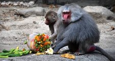 Bursa Hayvanat Bahçesi sakinleri duş ve buzlu meyve servisiyle serinliyor
