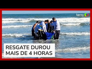 Golfinho é resgatado após encalhar em praia de Santos (SP)
