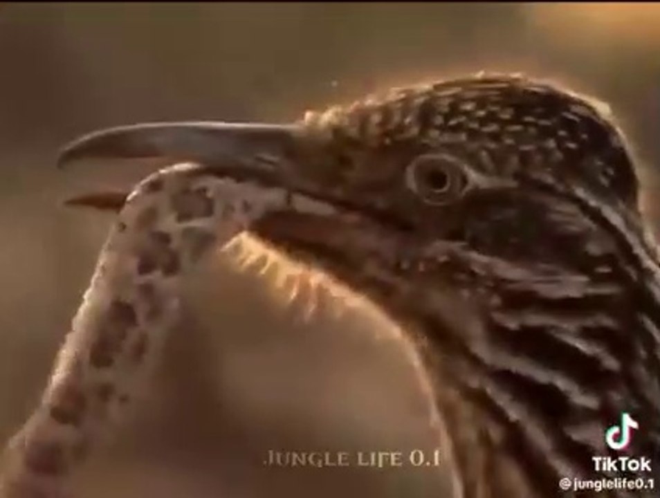 Small Bird Kill Snake
