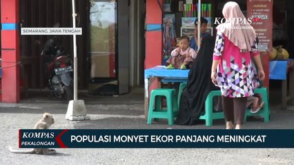 Monyet Ekor Panjang di Semarang Merambah ke Pemukiman Warga