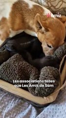 La saison des chatons abandonnés a tristement commencé