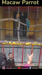 Beautiful Macaw Parrotl beautiful Parrot l Imran Zaman