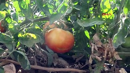 Şırnak'ta Hibeli Sebze Üretimi Başladı