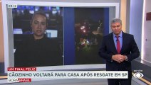 Cadelinha atropelada voltará para casa após resgate em São Paulo