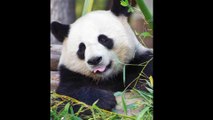 D’où viennent les TACHES NOIRES des PANDAS ? - Le Mythe du panda géant